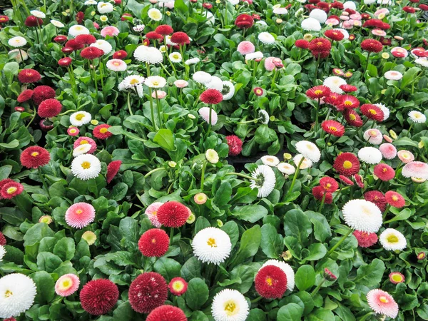 Kleurrijke madeliefjebloemen — Stockfoto