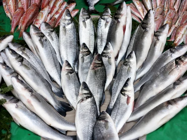 Loup de Mer fresco, lubina mediterránea — Foto de Stock