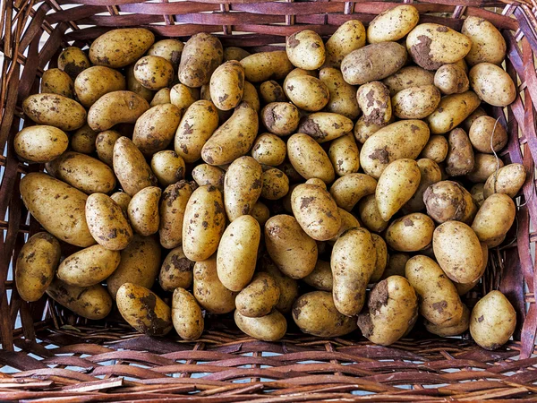 Färskpotatis — Stockfoto