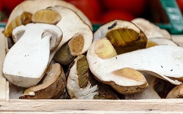 Porcini mushrooms — Stock Photo, Image