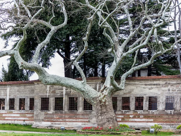 Старое плоское дерево — стоковое фото