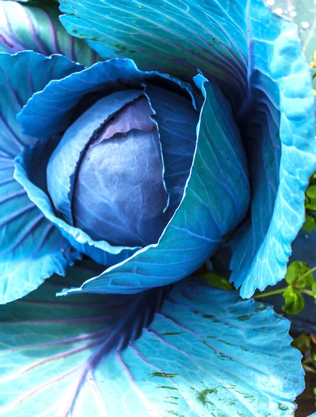 Red cabbage — Stock Photo, Image