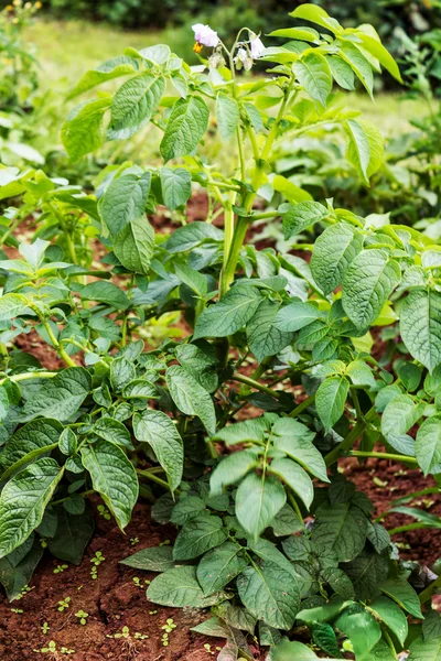 Bramboryジャガイモ植物 — ストック写真