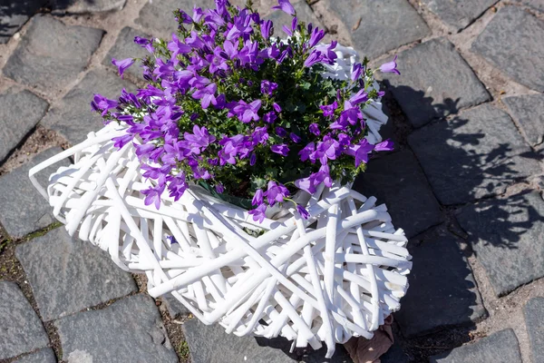 Campanula dans le panier du cœur — Photo