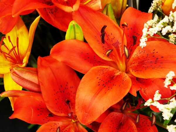 赤いユリの花 — ストック写真
