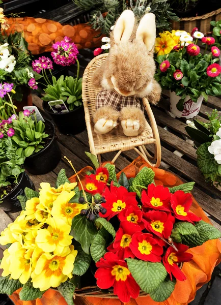 Easter bunny looking at colorful primroses — Stock Photo, Image