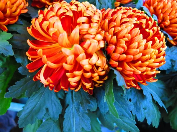 Rot und orange Pompon Chrysanthemen — Stockfoto