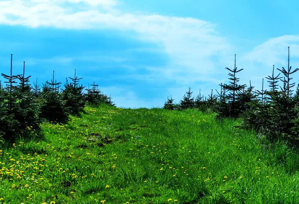 Kerstbomen op de groene weide — Stockfoto