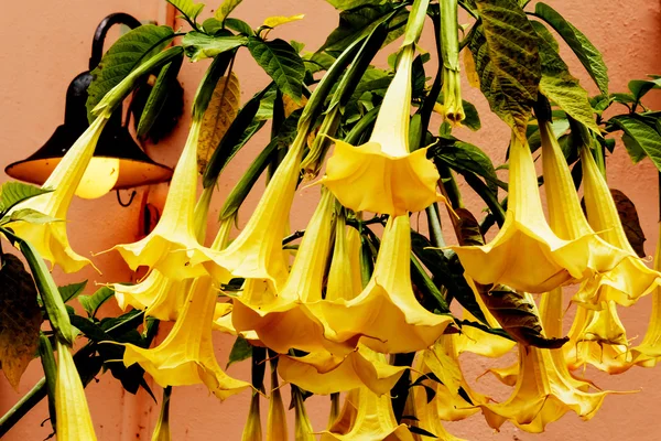 Flores de trompeta amarillas en la pared de la casa rosa —  Fotos de Stock