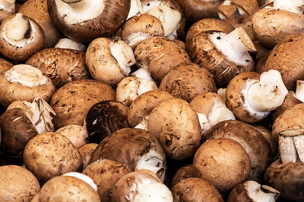Brown champignons — Stock Photo, Image