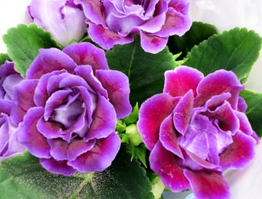Purple Gloxinia flowers clipart