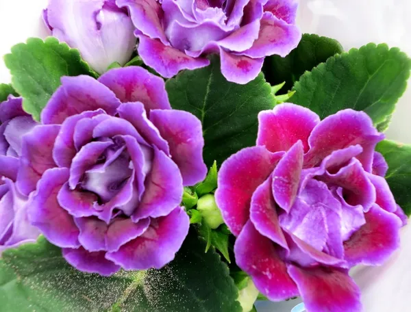 Mor gloxinia çiçekler
