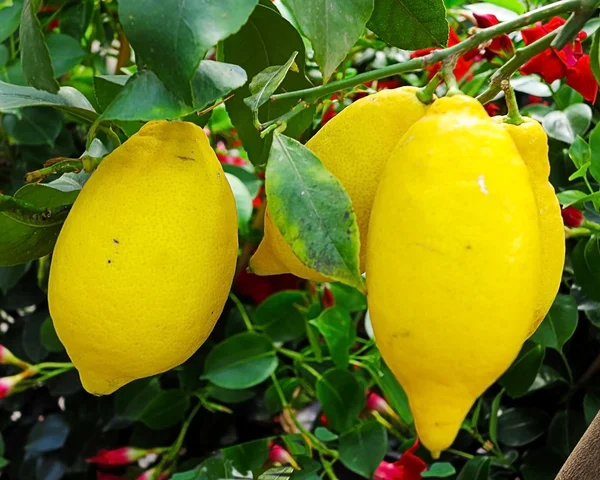 Limones en el árbol —  Fotos de Stock