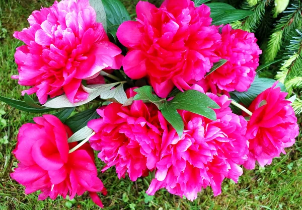 Peonías rosadas — Foto de Stock