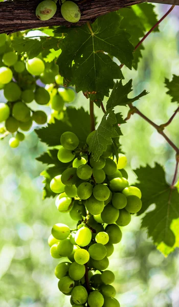 Uvas verdes — Fotografia de Stock