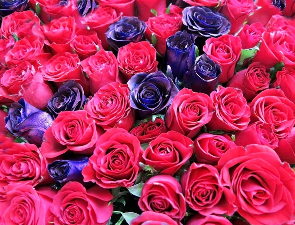 红色和紫色玫瑰背景 — 图库照片