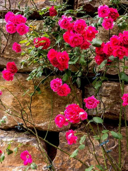 Rose rosse sul muro di pietra — Foto Stock