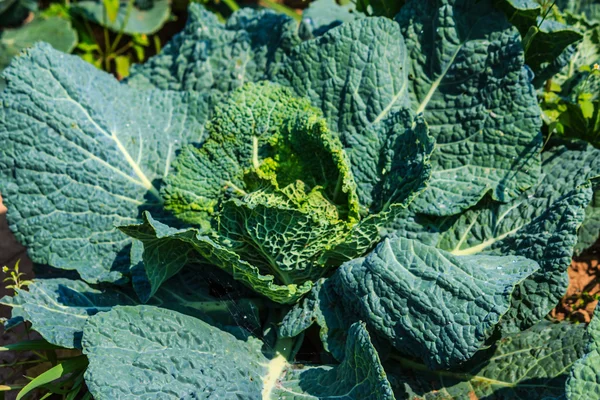 Savoy cabbage in the field — Stock Photo, Image