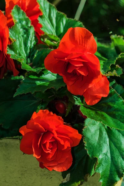 Begonias vermelhas brilhantes — Fotografia de Stock