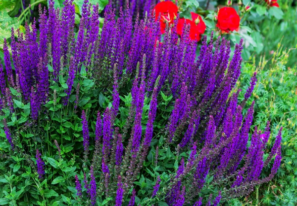 Paarse veronica spicata — Stockfoto