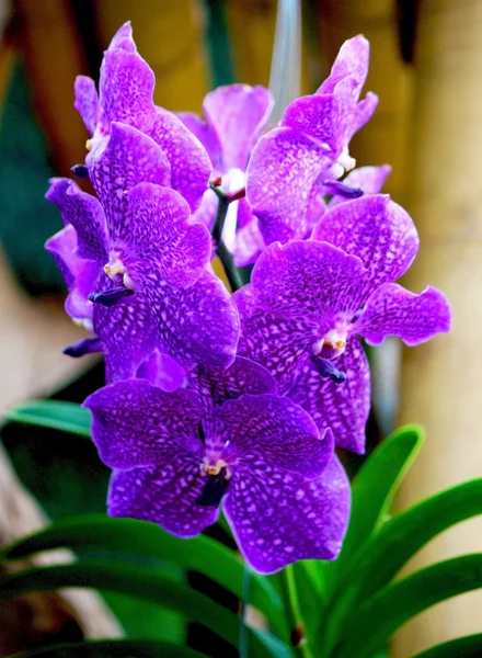 Orquídeas roxas maravilhosamente brilhantes — Fotografia de Stock