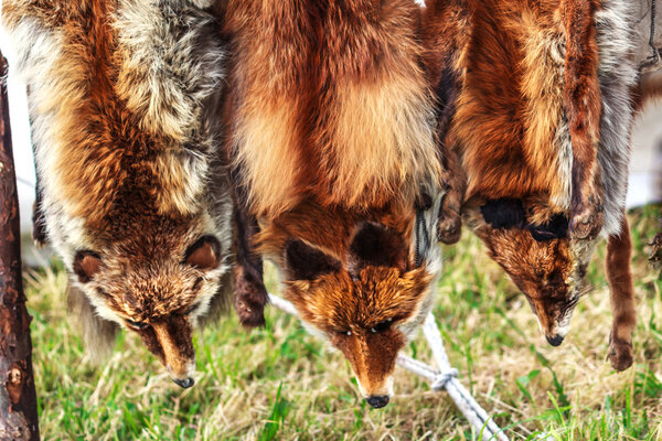 Red fox skins