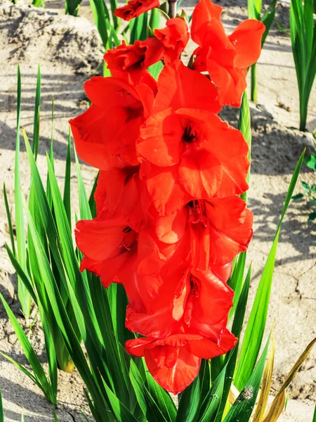 Red gladiolus in the field — Stock Photo, Image