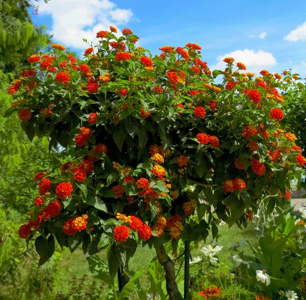 Orange blommande lantana träd — Stockfoto