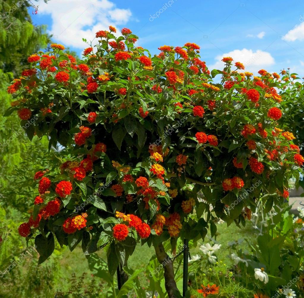 Images lantana tree Orange flowering lantana tree — Stock Photo