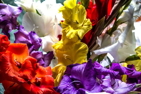 Färgglada gladiolus blommor — Stockfoto