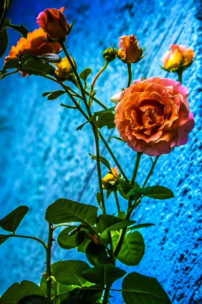 Salmon pink roses at the blue house wall — Stock Photo, Image