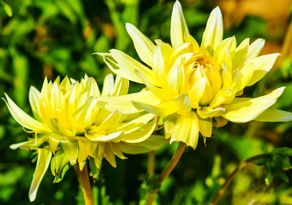 Two yellow dahlias — Stock Photo, Image