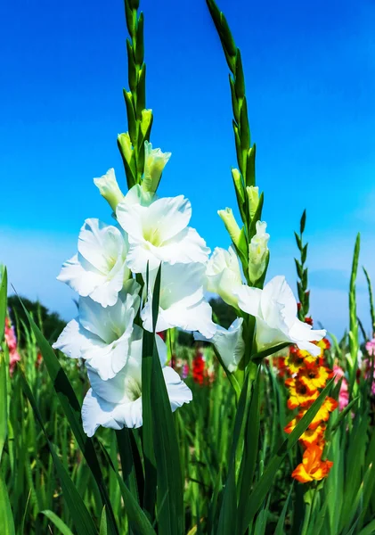 Beyaz Glayöl çiçek — Stok fotoğraf
