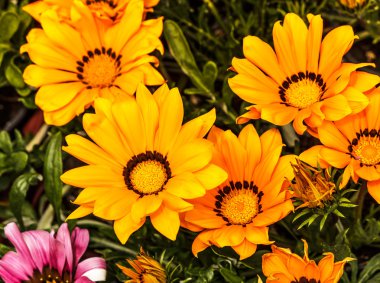 Sarı ve turuncu gazania çiçek