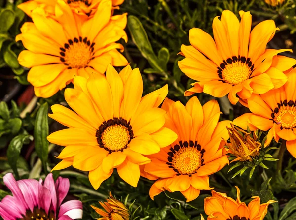 Flores amarelas e laranja gazania — Fotografia de Stock