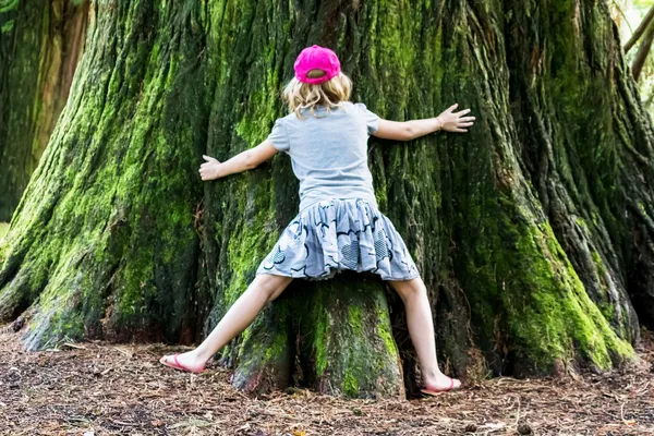 Sequoia in full glory — Stock Photo, Image