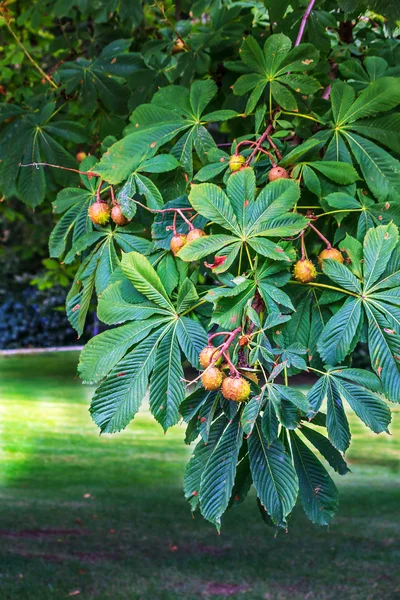 Chestnut tree in a park — Stock Photo, Image