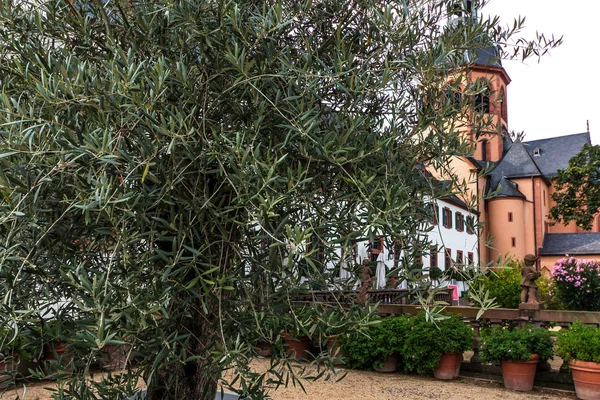 Olivo en el jardín del convento en Seligenstadt, Alemania —  Fotos de Stock
