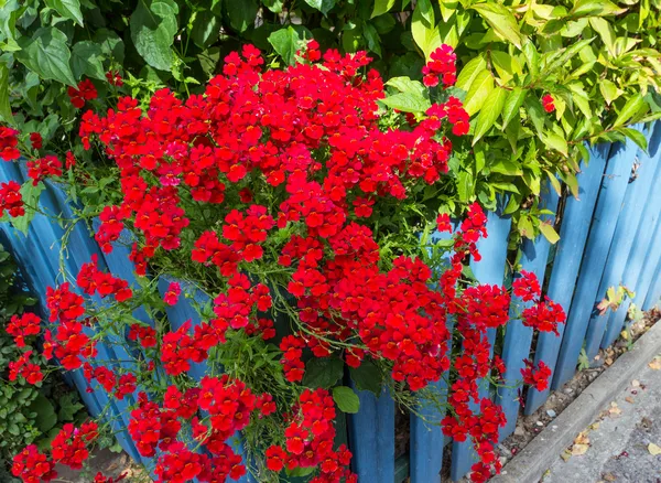 Verveine rouge fleurie sur clôture bleue — Photo