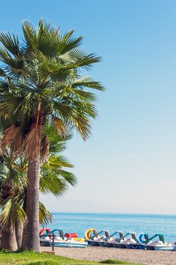 Sahilde palmiye ağaçları