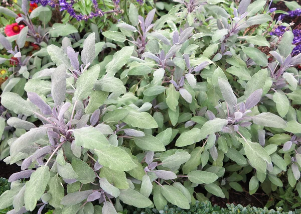 Plenty sage in a garden — Stock Photo, Image