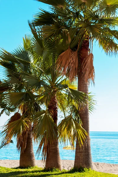 Tři palm stromy u moře — Stock fotografie