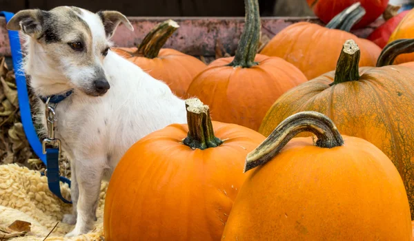 White dog and orange pumpkins — Stock Photo, Image