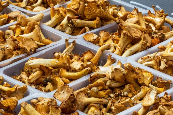 Fresh golden chanterelles — Stock Photo, Image