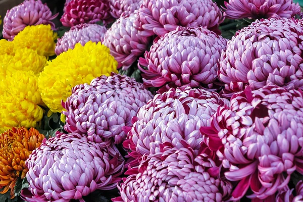 Paarse pompon chrysanten — Stockfoto