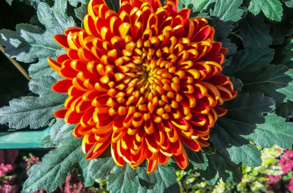 Gelbe und orangefarbene Chrysanthemen — Stockfoto