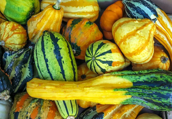 Small bright multicolored gourds — Stock Photo, Image