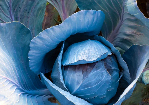 Wonderful red cabbage plant — Stock Photo, Image