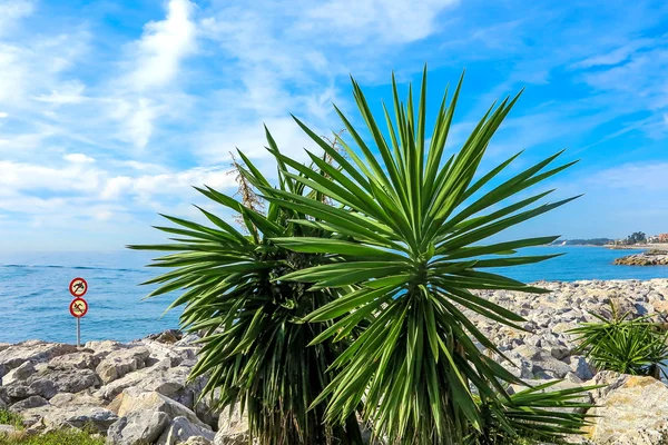Landskap med palmer i marbella, puerto banus, holiday resort marina på costa del sol, malaga provinsen, Spanien — Stockfoto
