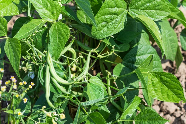 Growing young green beans — Stock Photo, Image